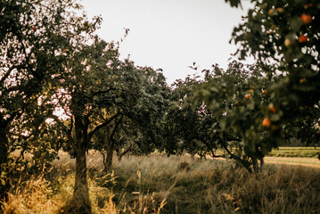 Ein Feld voller Apfelbäume mit vielen Äpfeln dran