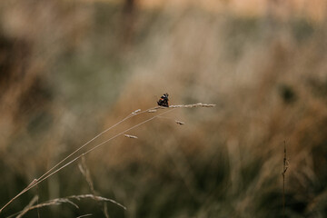 Ein Schmetterling sitzt auf einem Grashalm
