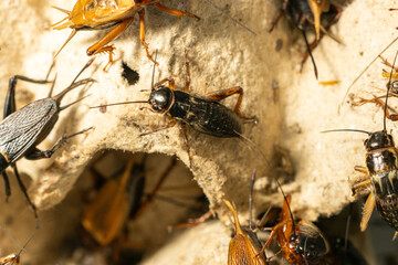 Study of the structure and characteristics of Gryllus bimaculatus in Laboratory.