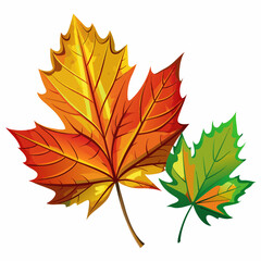 Maple Leaf, real color ,white background