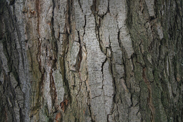 Creative nature background.Texture of an old tree with a soft beam of light. Close up