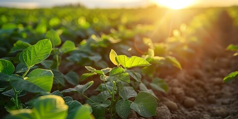 Aerial view of soybeans thriving in a sunlit field. Concept Agriculture, Aerial Photography, Soybeans, Farming, Sunlit Field - obrazy, fototapety, plakaty