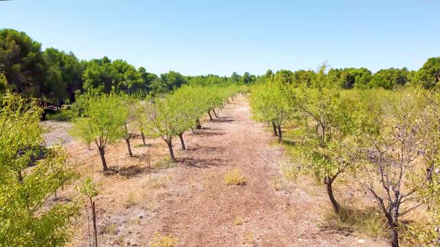 Paysages de Provence, Occitanie, M&eacute;diterran&eacute;e, oliviers, M&eacute;diterran&eacute;e, amandes, vignes	