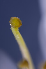 Close-up photo of pistil of Japanese apricot (Prunus mume)