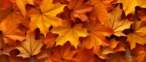 Naklejka na ściany i meble Autumn still life of maple leaves