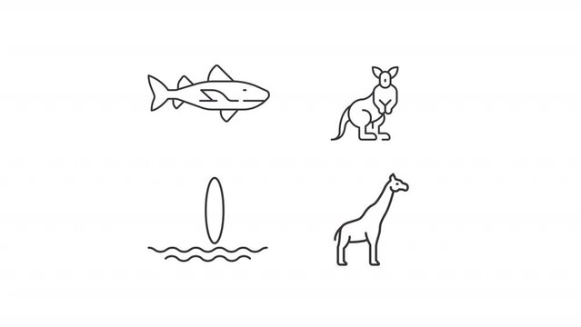 Animated wildlife icons. Wild living animals line animation library. Ocean life, tropical zoology. Black illustrations on white background. HD video with alpha channel. Motion graphic