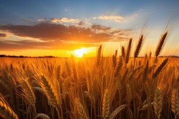 Field of wheat with a setting sun.
