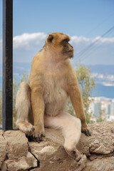 macaque monkey sitting quietly on the rock of gibraltar
