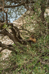 Obraz premium small macaque monkey sitting on the branches of a tree 