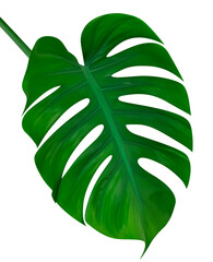 Monstera green leaf isolated on white