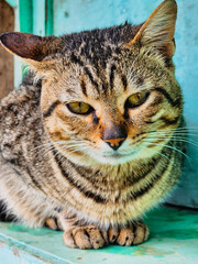 The attractive gray cat looks around