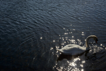 Lone mute swan Cygnus Olor in interesting light and sun reflections