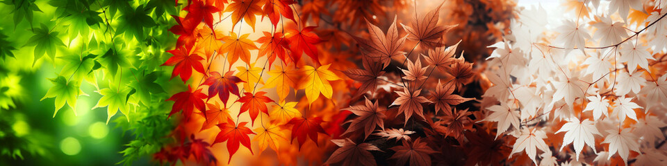 Fototapeta na wymiar Four Seasons Foliage: Maple Leaves Transitioning Through the Colors and Textures of Spring, Fall, Summer, and Winter
