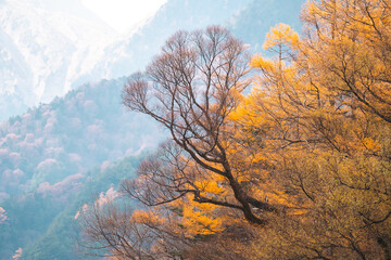 A forest with trees in various stages of autumn. The trees are mostly orange, but some are still green. Scene is peaceful and serene, as the trees are in a natural setting