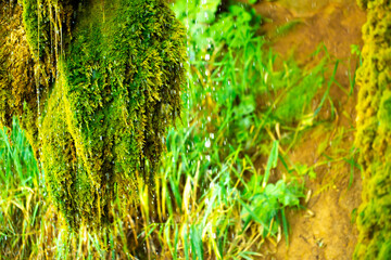 Green moss wall in Iceland with dripping water droplets. Beautiful tropical background at the...