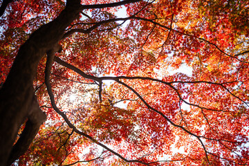 A beautiful autumn day with the sun shining through the trees. The leaves on the trees are bright orange and yellow, creating a warm and inviting atmosphere. The sunlight is shining through the leaves