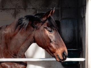 Portrait of a majestic brown horse in its stable at an equestrian center.