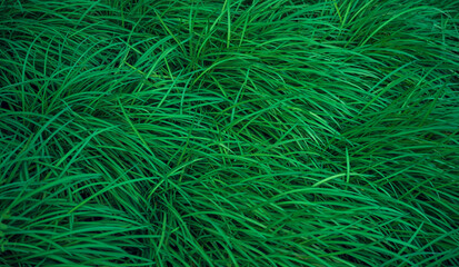 Long green grass, meadow background