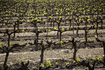 Wine vines in a vineyard