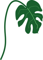 Leaf Monsera Illustration
