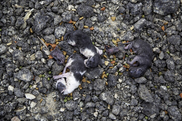 Dead newborn cats