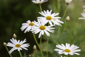 Fototapeta premium Daisies in the forest