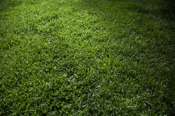 Green grass background