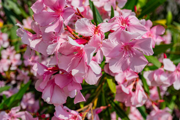 Pink flowers of bushes of trees close-up in the Caucasus