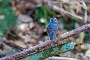 幸せの青い鳥、可愛いルリビタキ（ヒタキ科）。

日本国千葉県市川市、大町公園自然観察園にて。
2024年3月9日撮影。

A happy blue bird, the lovely Red-flanked Bluetail (Tarsiger cyanurus, family comprising flycatchers).

At Omachi park natural observation 