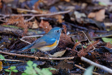 幸せの青い鳥、可愛いルリビタキ（ヒタキ科）。

日本国千葉県市川市、大町公園自然観察園にて。
2024年3月9日撮影。

A happy blue bird, the lovely Red-flanked Bluetail (Tarsiger cyanurus, family comprising flycatchers).

At Omachi park natural observation 