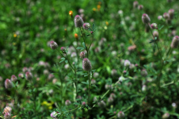 In the meadow among the grass grows trifolium arvense.