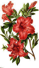 flower botanical illustration clip art element isolated blooming roses plant nature 