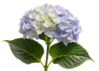 Blue hydrangea flower isolated on transparent background. Hydrangea macrophylla.