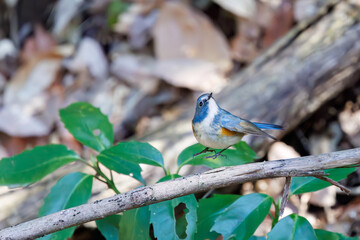 羽ばたいて飛び出す幸せの青い鳥、可愛いルリビタキ（ヒタキ科）。

日本国千葉県市川市、大町公園自然観察園にて。
2024年3月9日撮影。

A happy blue bird, the lovely Red-flanked Bluetail (Tarsiger cyanurus, family comprising flycatchers)  in flap wings and fly away.