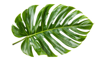 Green palm leaf isolated.png