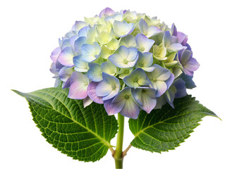 Obraz premium Blue hydrangea flower isolated on transparent background. Hydrangea macrophylla.