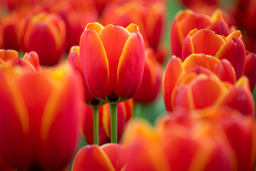 Tulips blooming in Holland, Netherlands. - 757033356