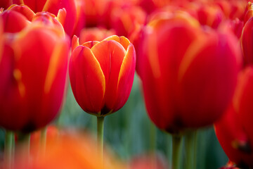 Tulips blooming in Holland, Netherlands. - 757033365