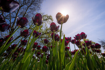 Tulips blooming in Holland, Netherlands. - 757033504