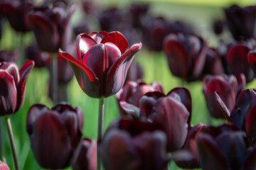 Tulips blooming in Holland, Netherlands. - 757033539