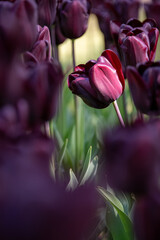 Tulips blooming in Holland, Netherlands. - 757033540