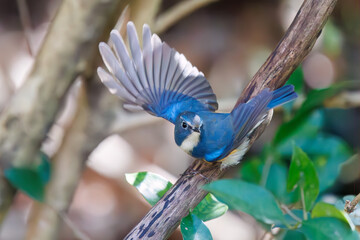 羽ばたいて飛び出す幸せの青い鳥、可愛いルリビタキ（ヒタキ科）。

日本国千葉県市川市、大町公園自然観察園にて。
2024年3月9日撮影。

A happy blue bird, the lovely Red-flanked Bluetail (Tarsiger cyanurus, family comprising flycatchers)  in flap wings and fly away.