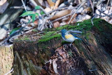 羽ばたいて飛び出す幸せの青い鳥、可愛いルリビタキ（ヒタキ科）。

日本国千葉県市川市、大町公園自然観察園にて。
2024年3月9日撮影。

A happy blue bird, the lovely Red-flanked Bluetail (Tarsiger cyanurus, family comprising flycatchers)  in flap wings and fly away.