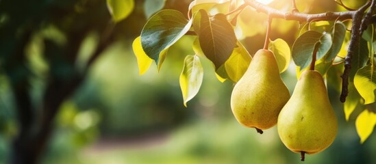 Two vibrant yellow pears dangle gracefully from a tree branch, surrounded by lush green leaves and delicate petals. A closeup view of natures beauty in a natural landscape
