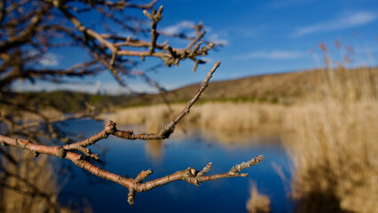 Ankara Eymir lake. View of the lake covered with reeds. Clouds reflected from the lake surface. Blue sky and lake view. Dry tree branches and lake. The focus is on the front.