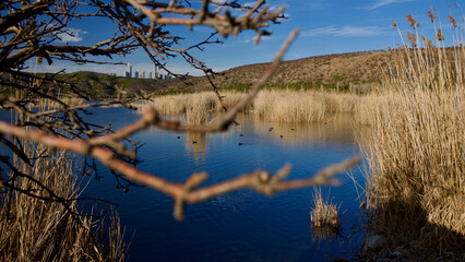 Ankara Eymir lake. View of the lake covered with reeds. Clouds reflected from the lake surface. Blue sky and lake view. Dry tree branches and lake. The focus is on the front.