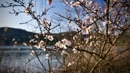 Ankara Eymir lake. White plum flower blooming in spring. Spring flowers. White plum blossom in front of blue sky. Focus is selective. The focus is on the front.