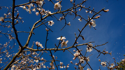 Ankara Eymir lake. White plum flower blooming in spring. Spring flowers. White plum blossom in front of blue sky. Focus is selective. The focus is on the front.