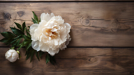 Alone beige white peony on old wooden background