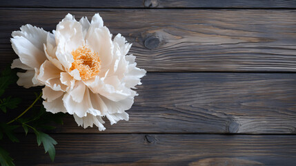 Alone beige white peony on old wooden background